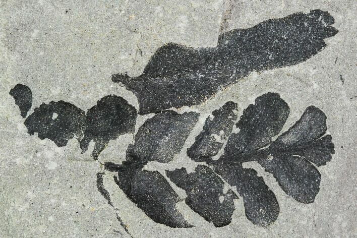 Carboniferous Fossil Fern (Sphenopteris) - Poland #111672